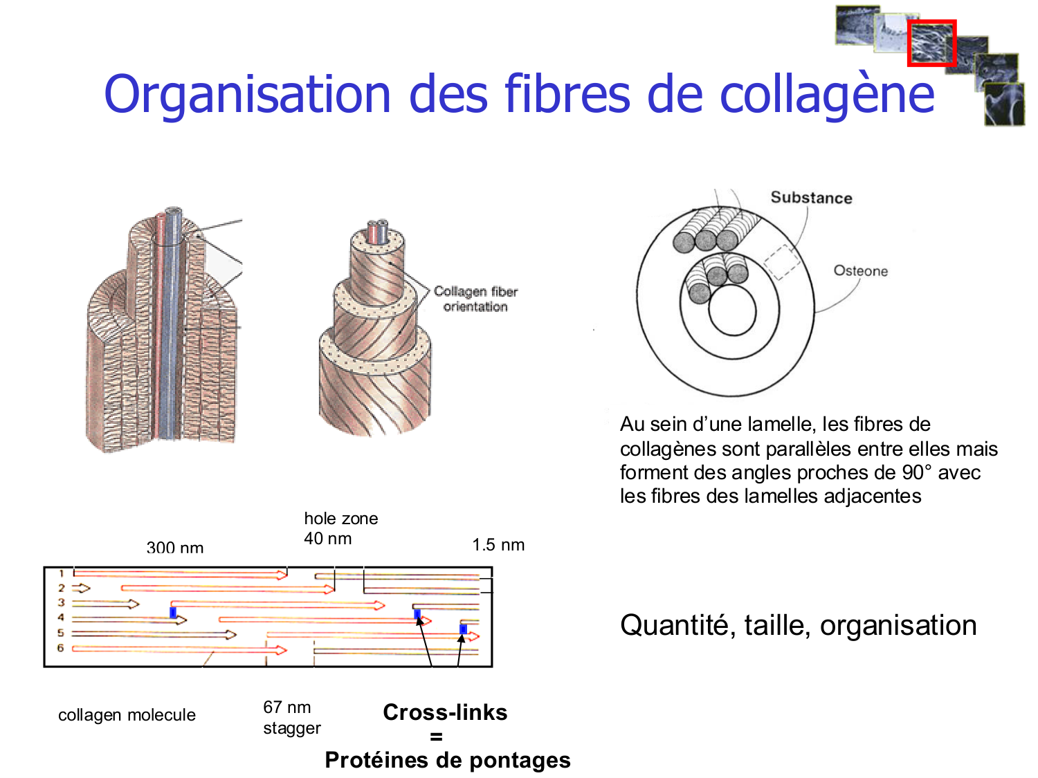 Structure et minéralisation osseuses page 28