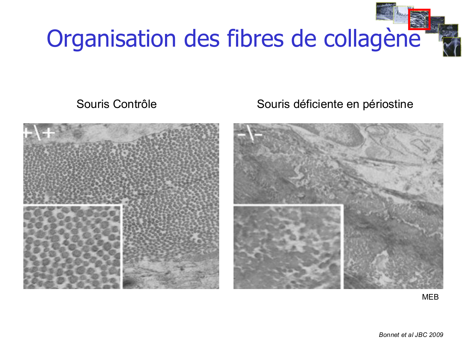Structure et minéralisation osseuses page 29