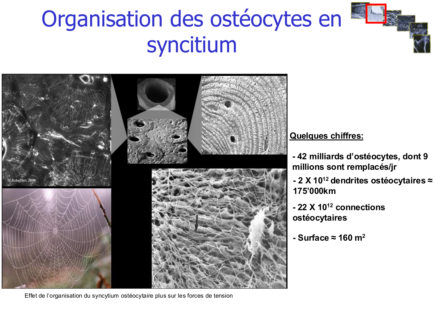 Structure et minéralisation osseuses page 32