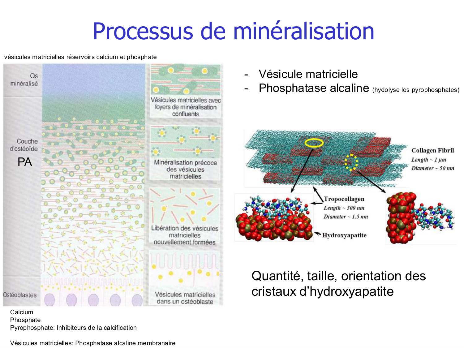 Structure et minéralisation osseuses page 34