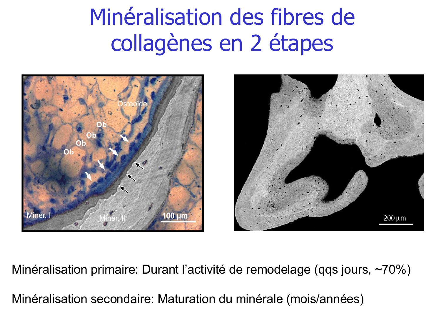 Structure et minéralisation osseuses page 35