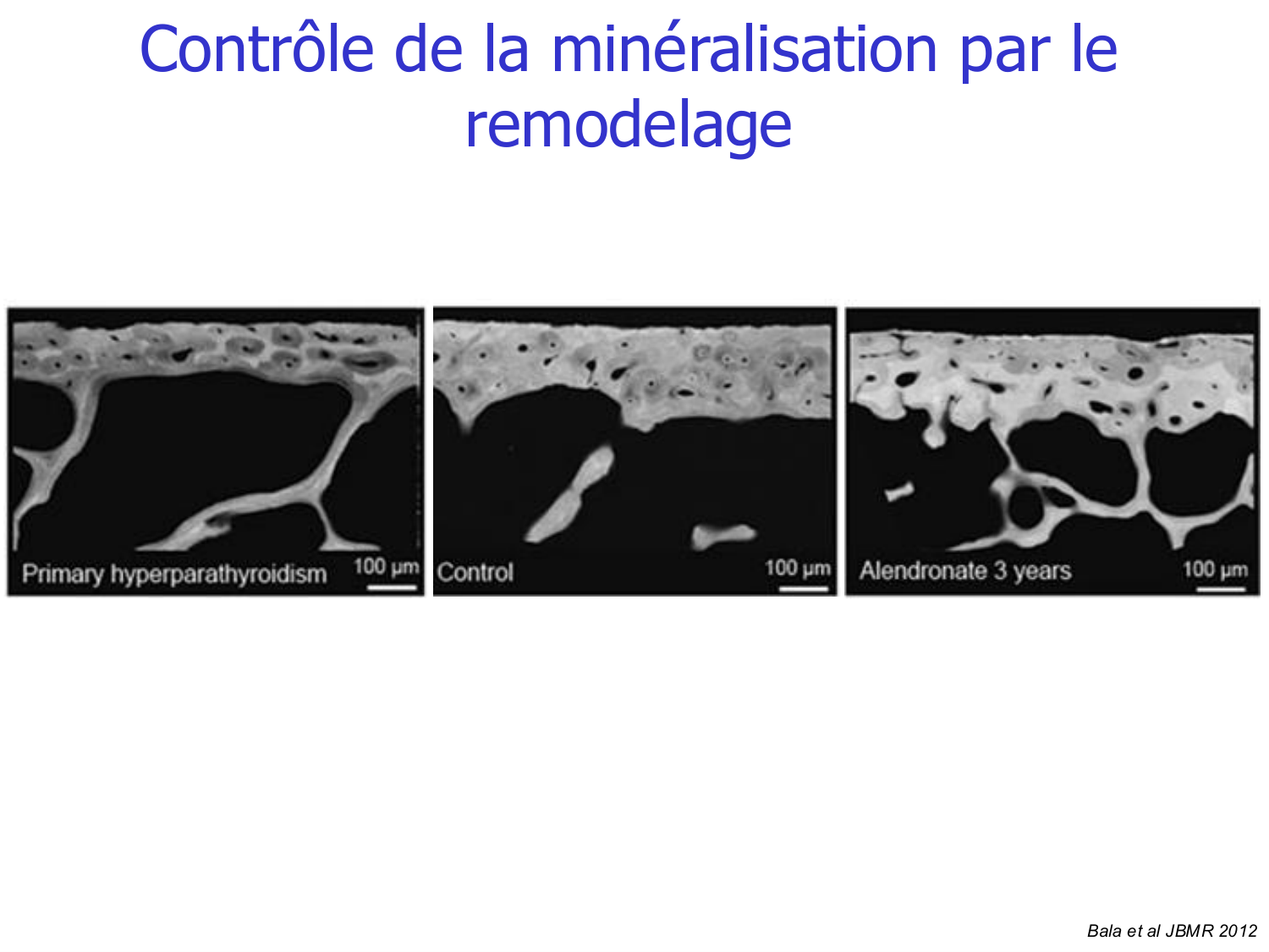 Structure et minéralisation osseuses page 36