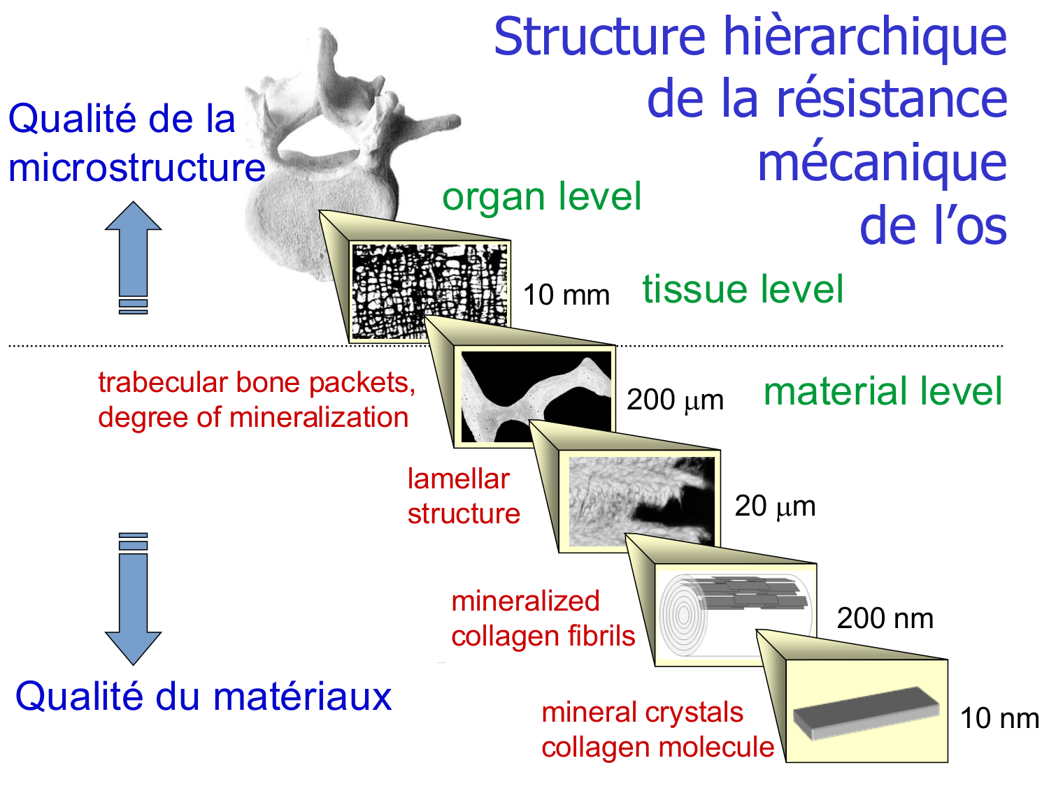Structure et minéralisation osseuses page 37