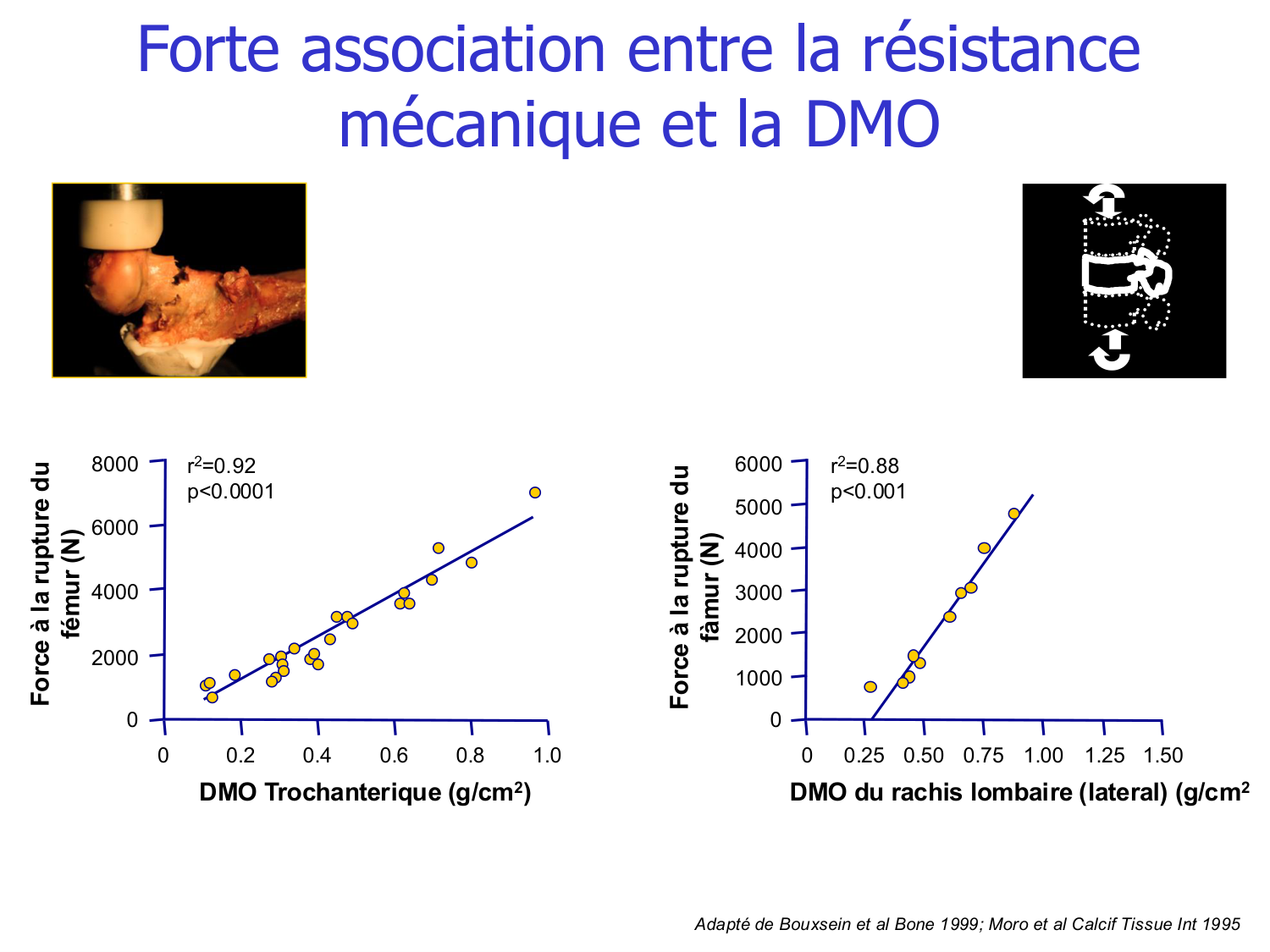 Structure et minéralisation osseuses page 41