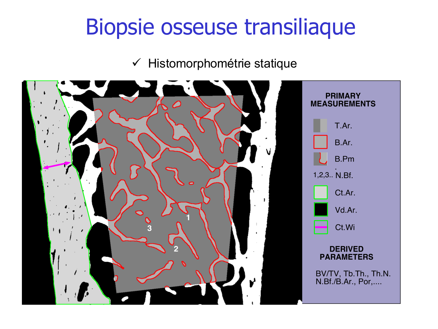 Structure et minéralisation osseuses page 42