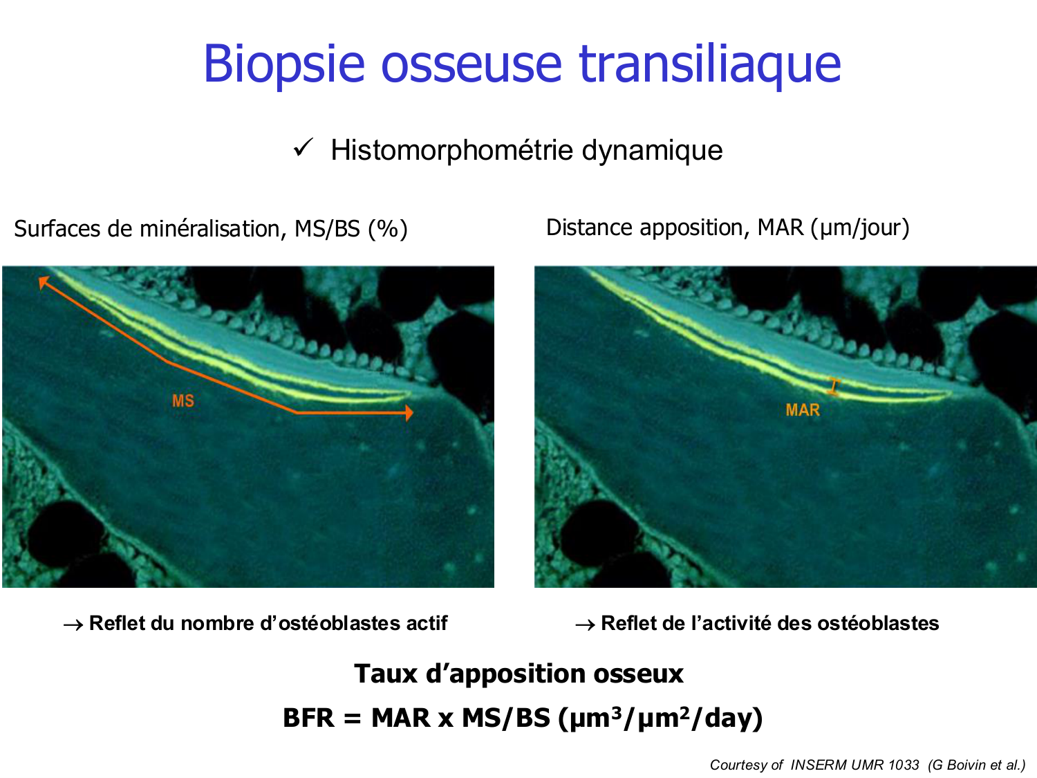 Structure et minéralisation osseuses page 43