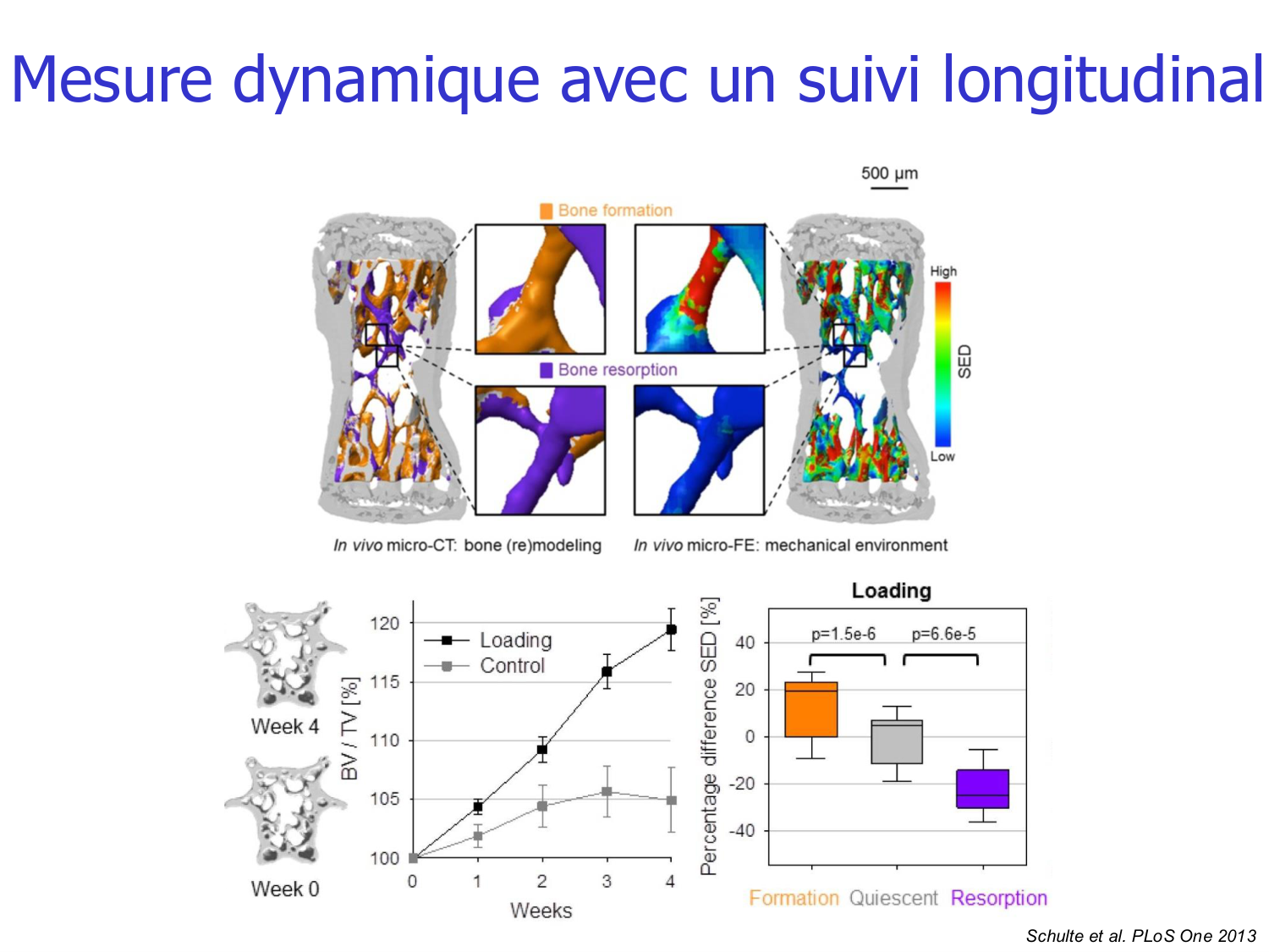Structure et minéralisation osseuses page 45