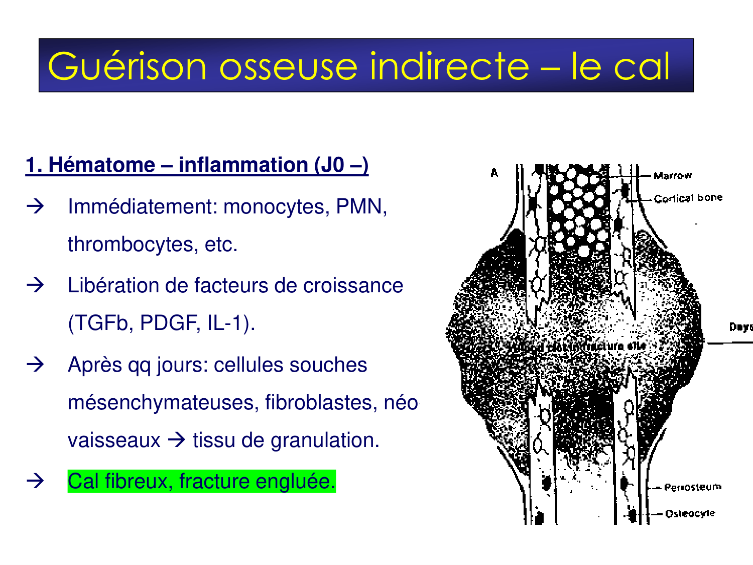 Fractures et réparation page 9