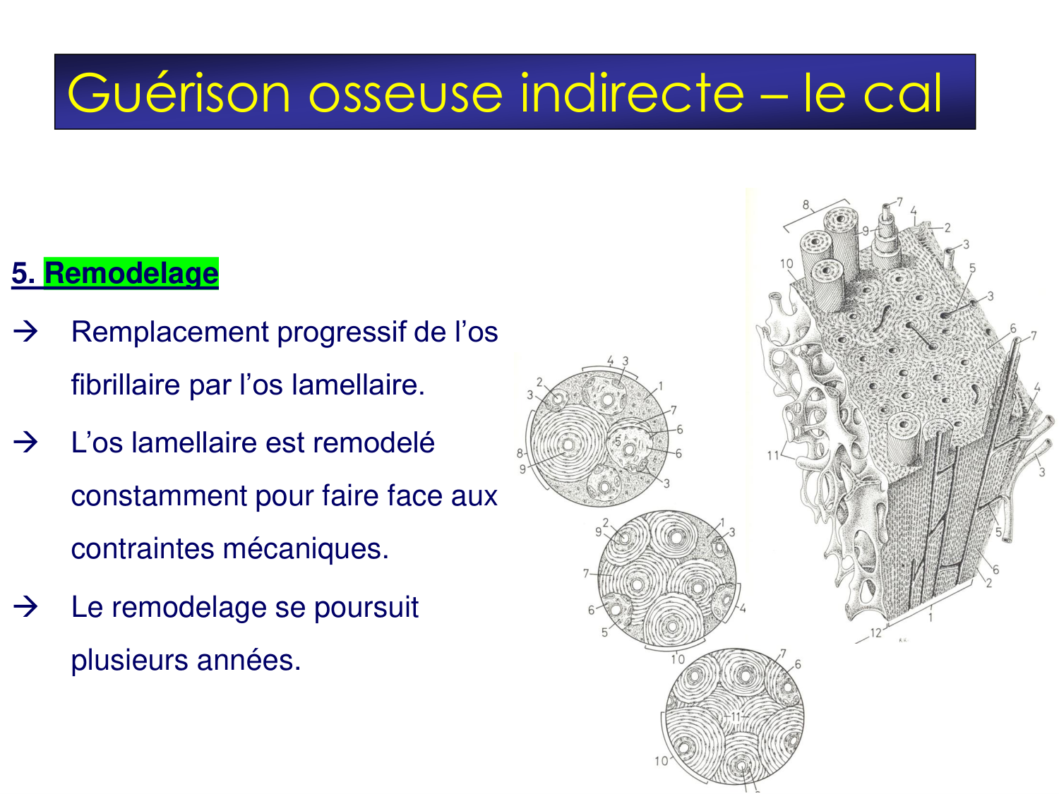 Fractures et réparation page 13