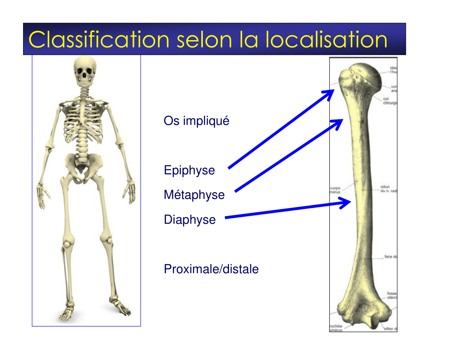 Fractures et réparation page 18