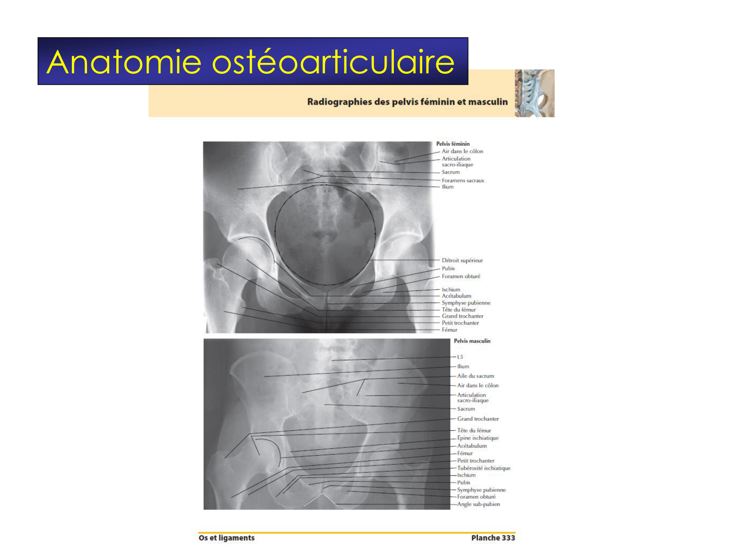 Fractures et réparation page 36