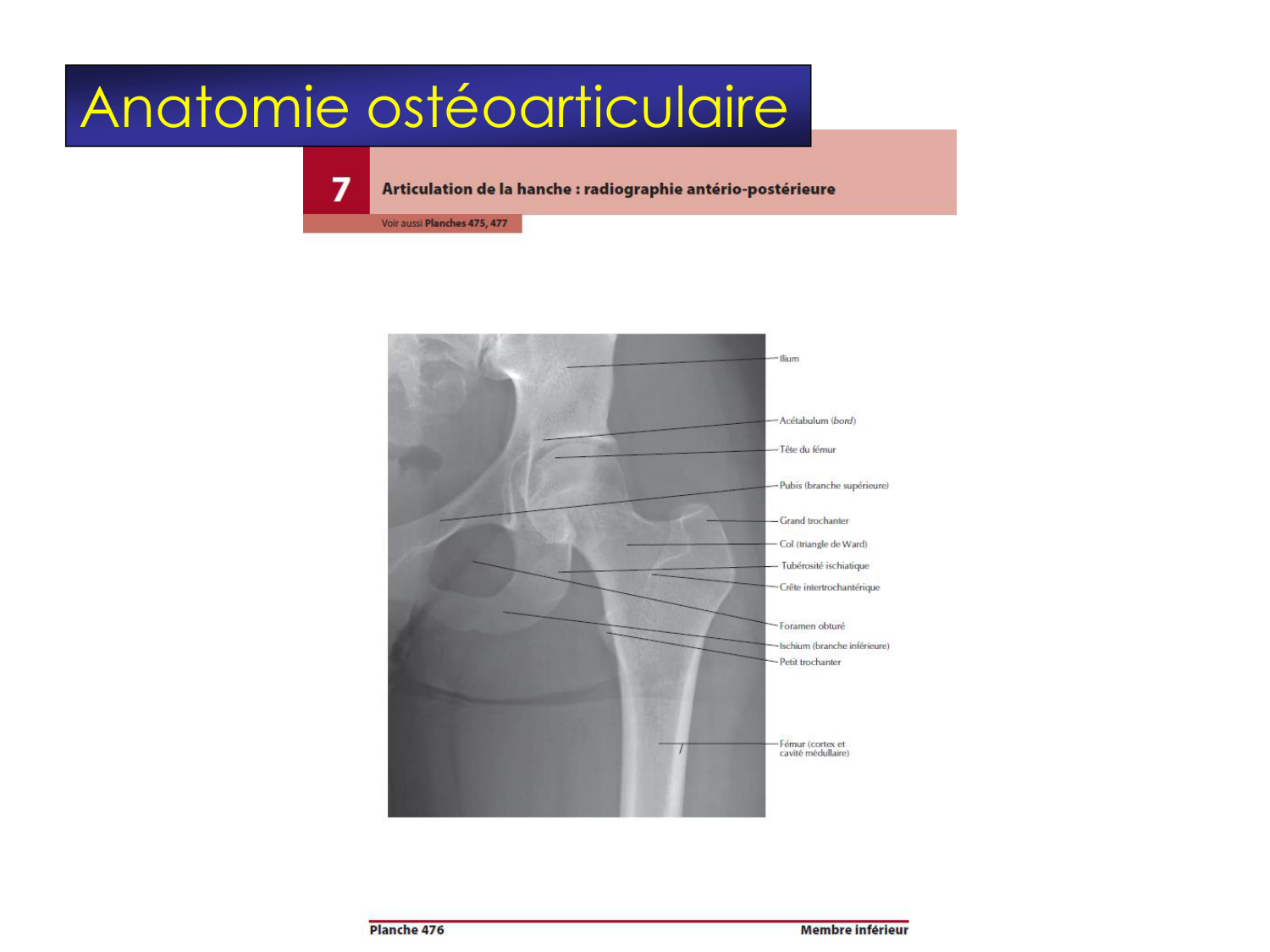 Fractures et réparation page 37