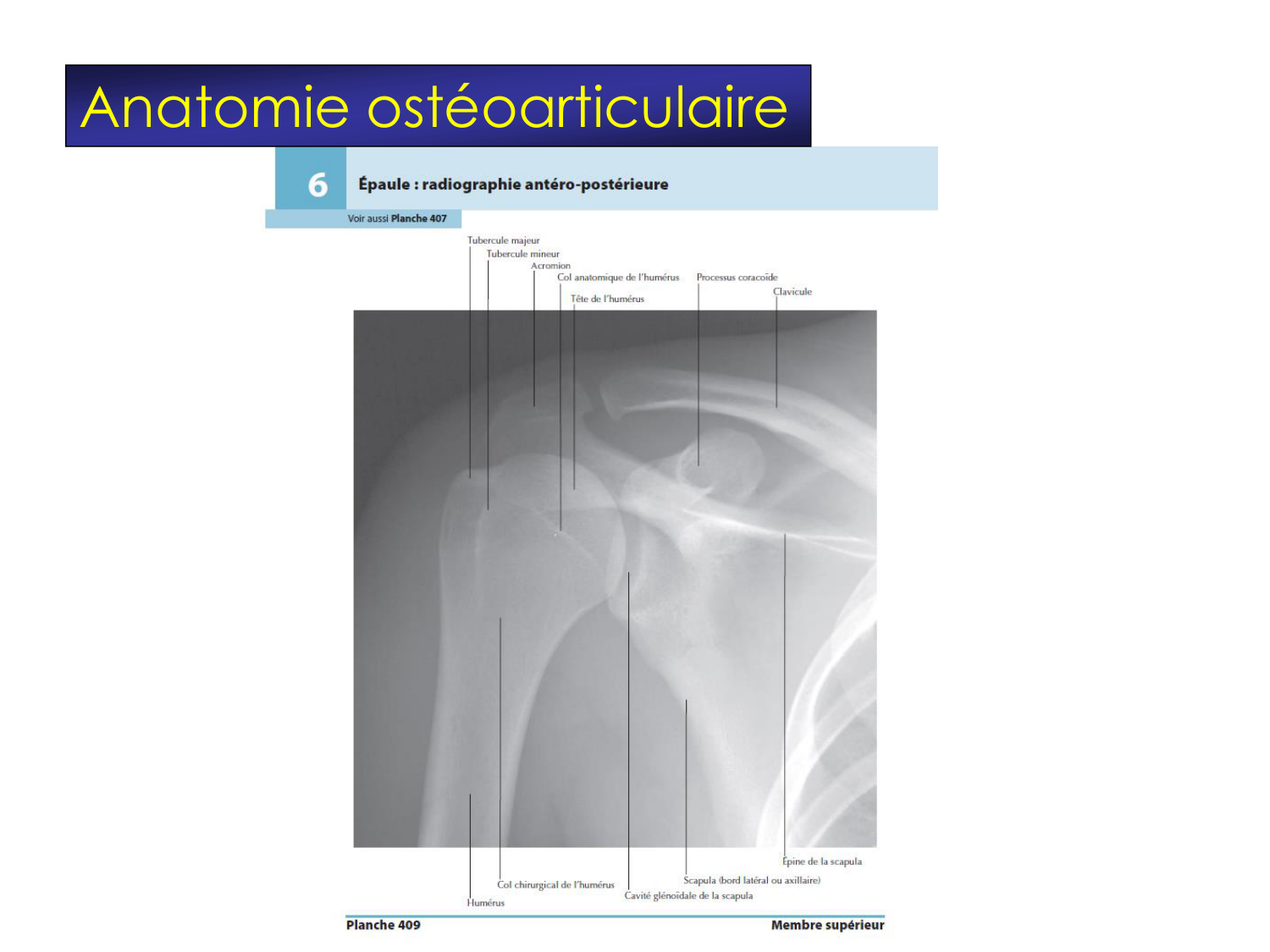 Fractures et réparation page 38