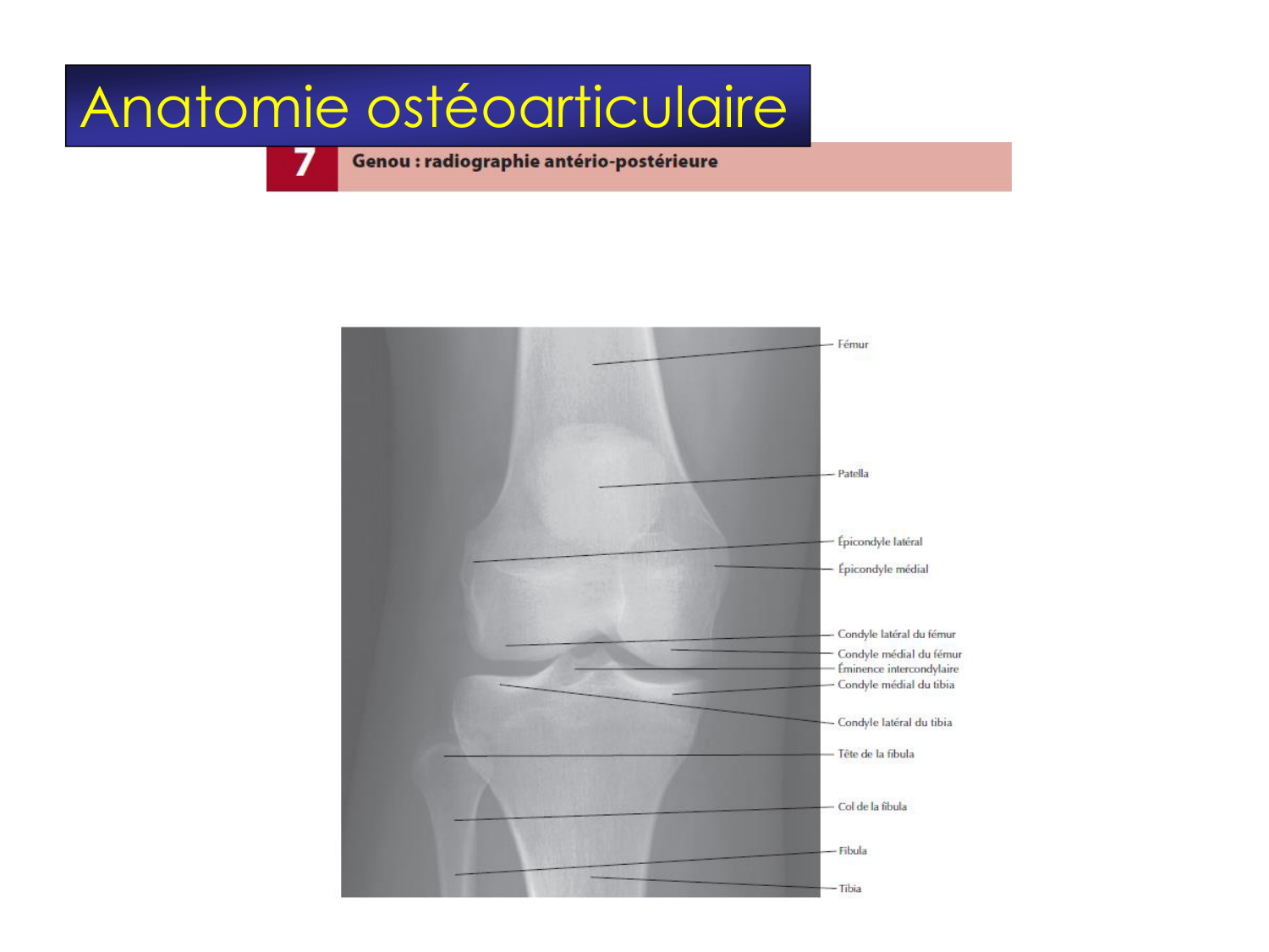 Fractures et réparation page 40