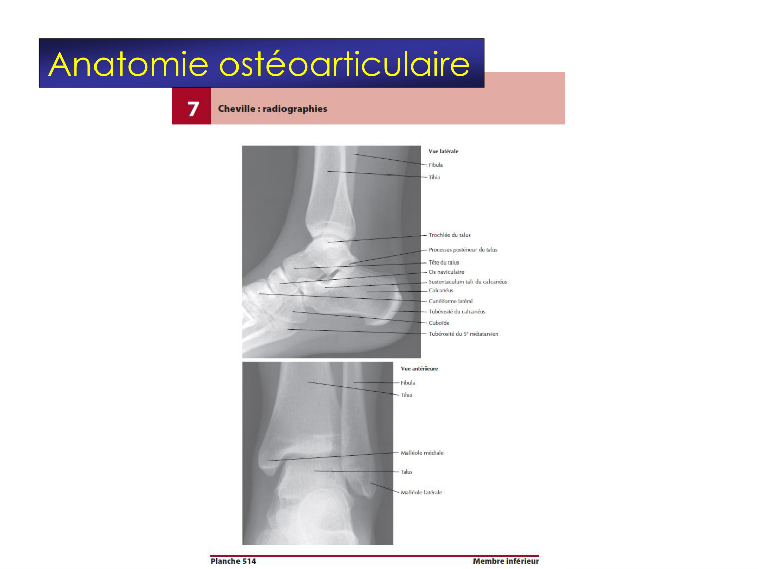 Fractures et réparation page 41