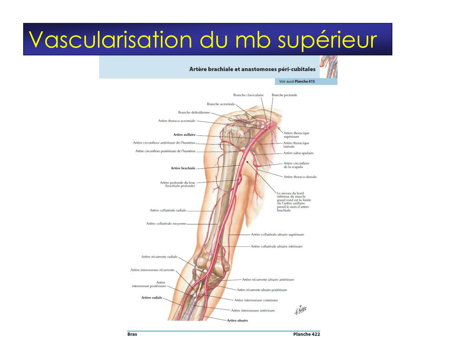 Fractures et réparation page 42