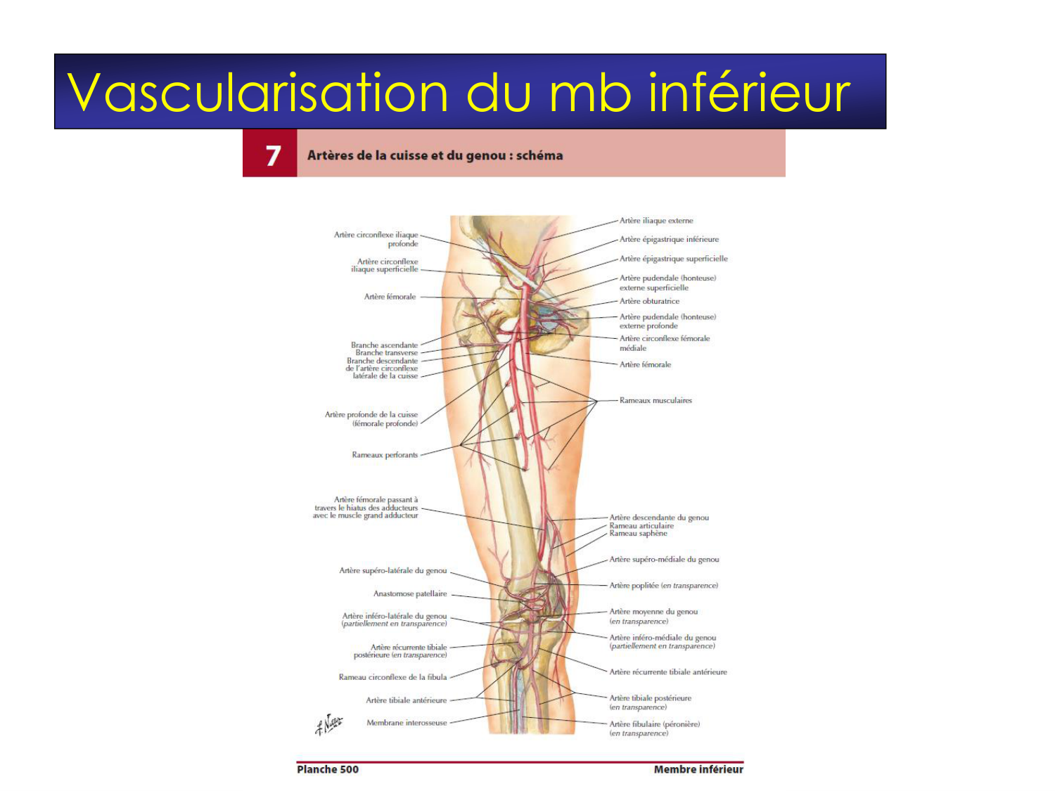 Fractures et réparation page 43