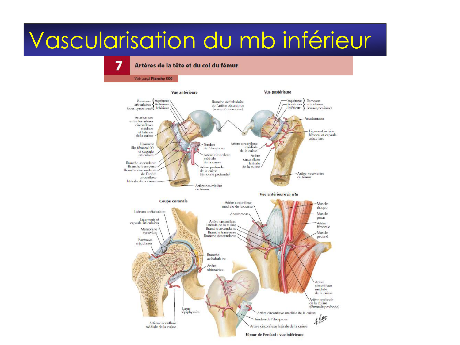 Fractures et réparation page 44