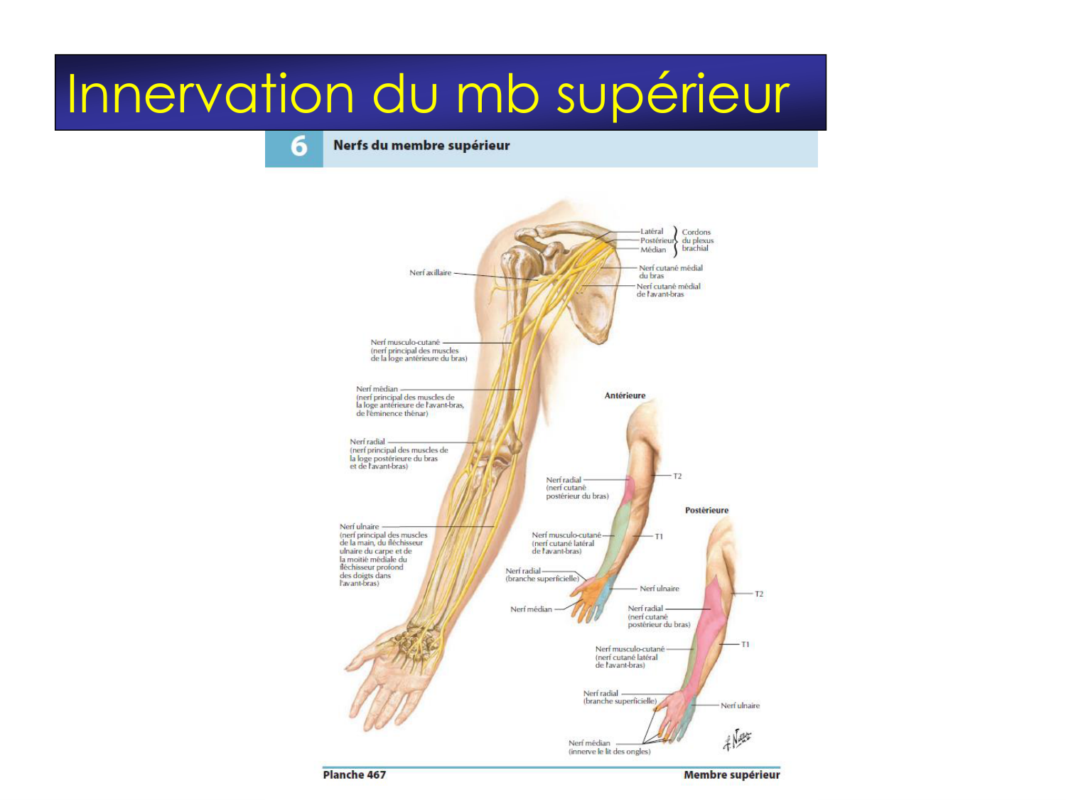 Fractures et réparation page 45