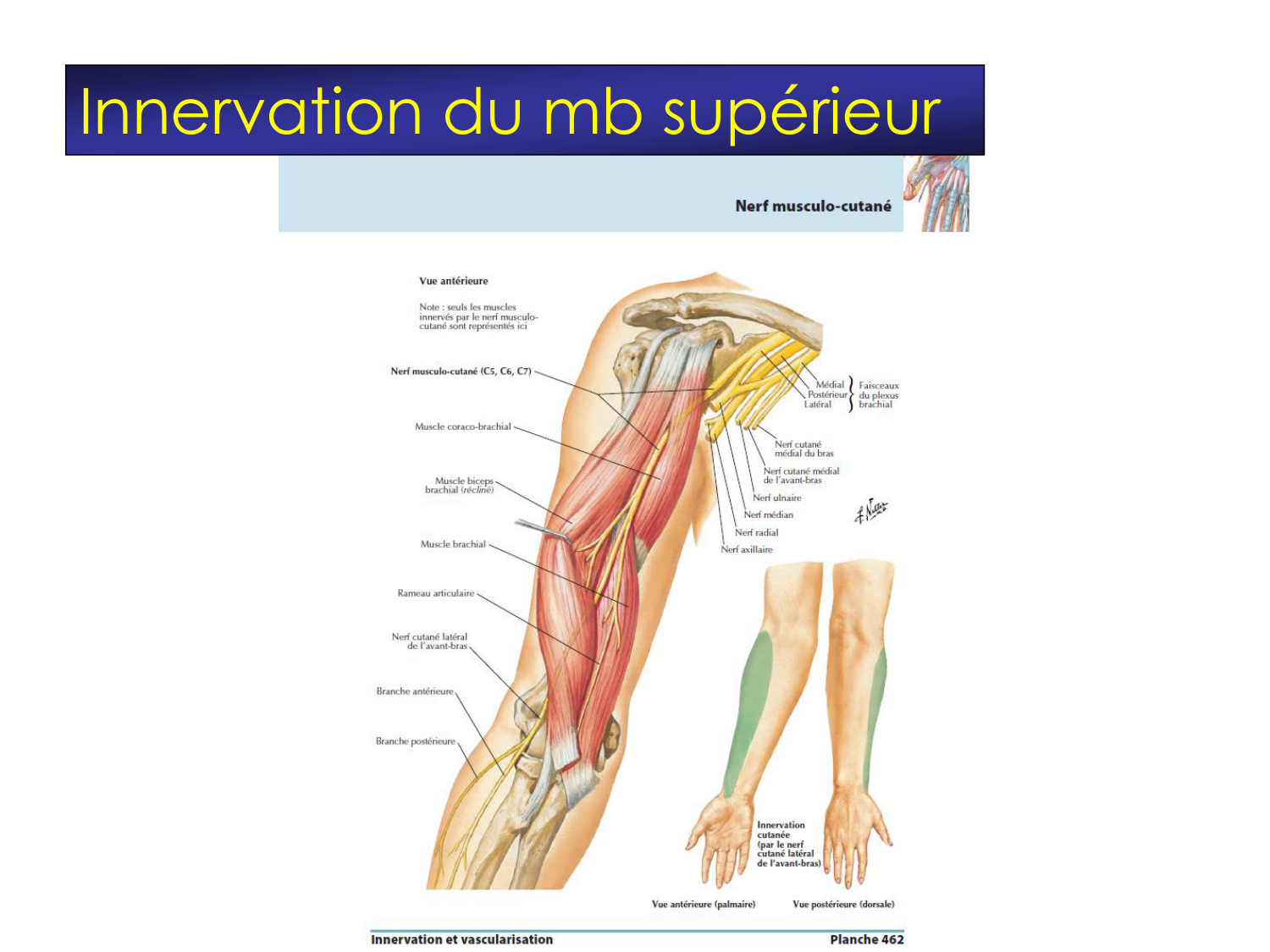 Fractures et réparation page 46