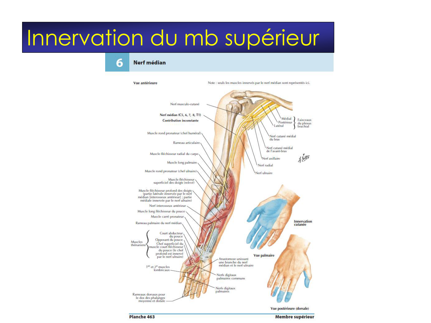 Fractures et réparation page 47