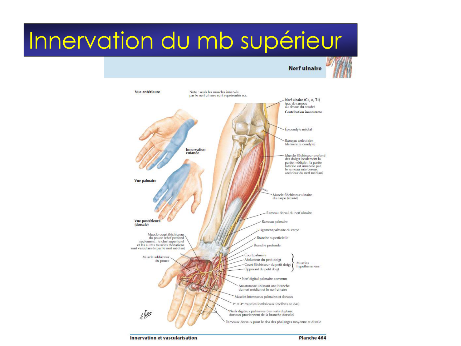 Fractures et réparation page 48