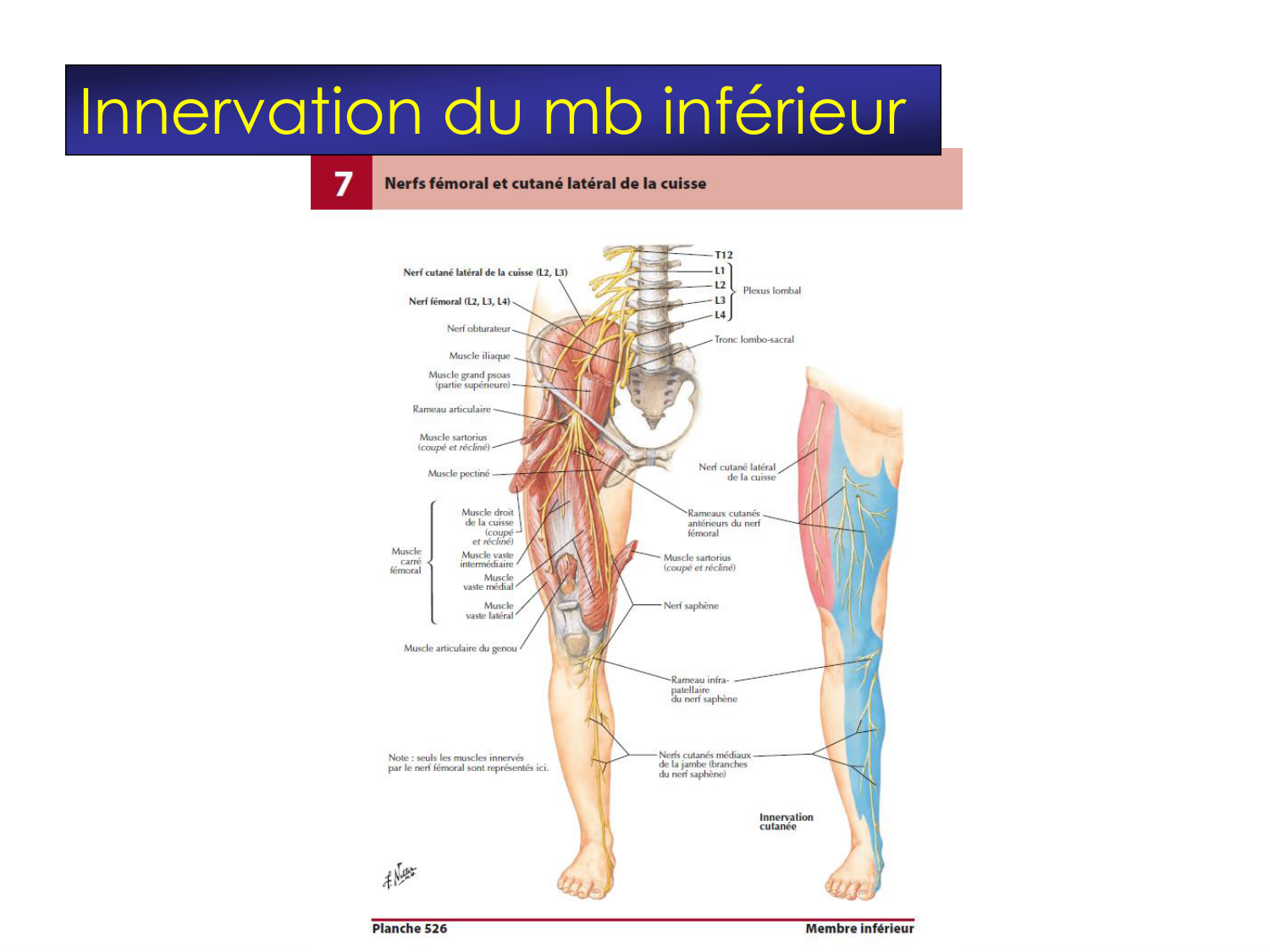 Fractures et réparation page 50