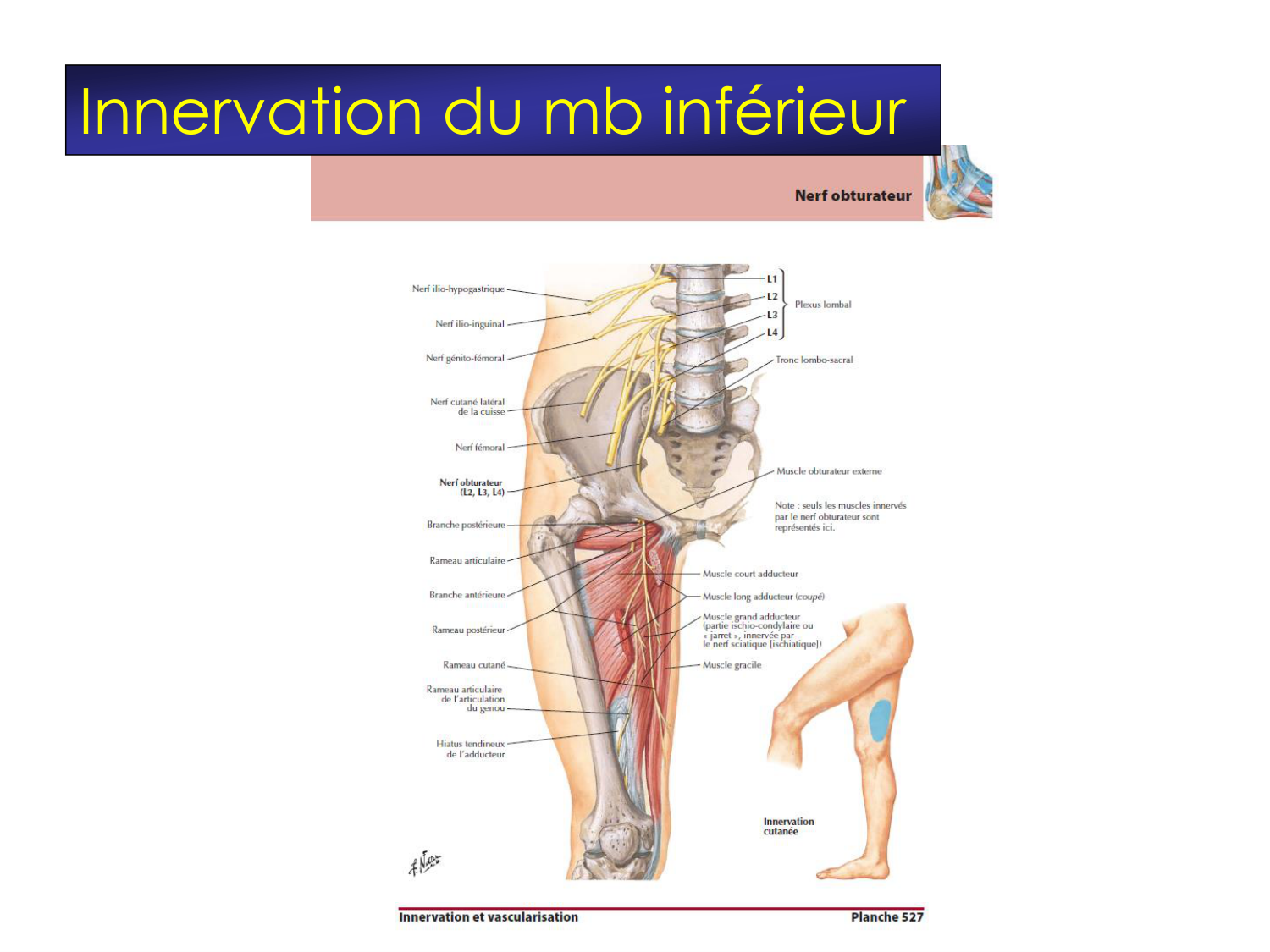 Fractures et réparation page 51