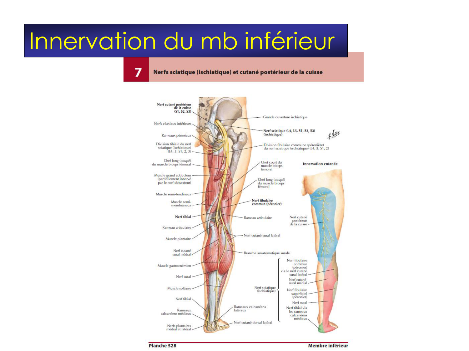 Fractures et réparation page 52