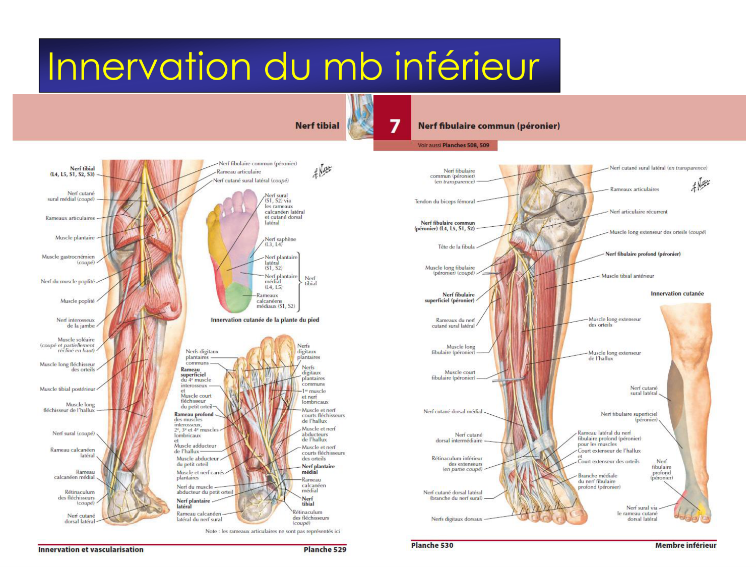 Fractures et réparation page 53
