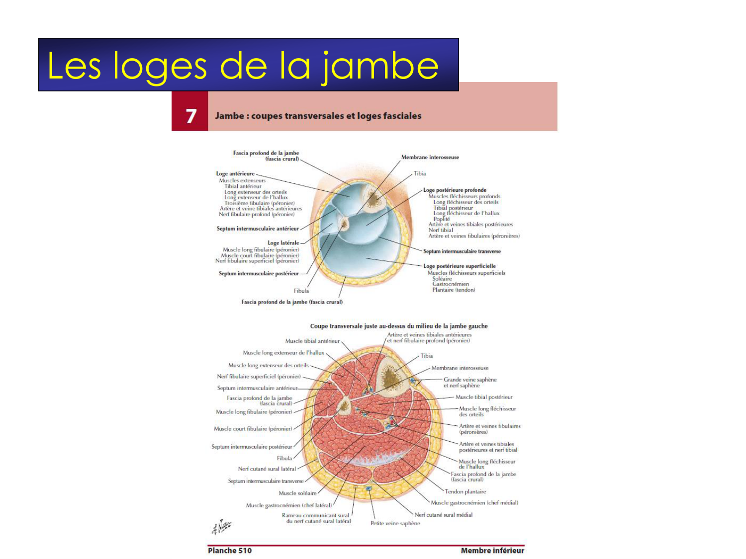 Fractures et réparation page 54