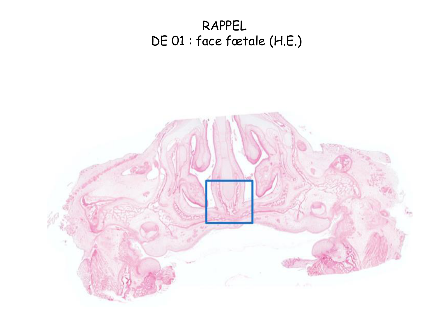 TP os et cartilage page 4