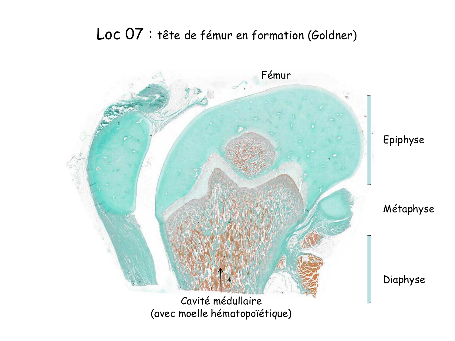 TP os et cartilage page 7
