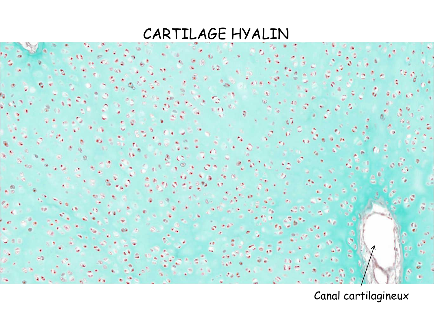 TP os et cartilage page 10