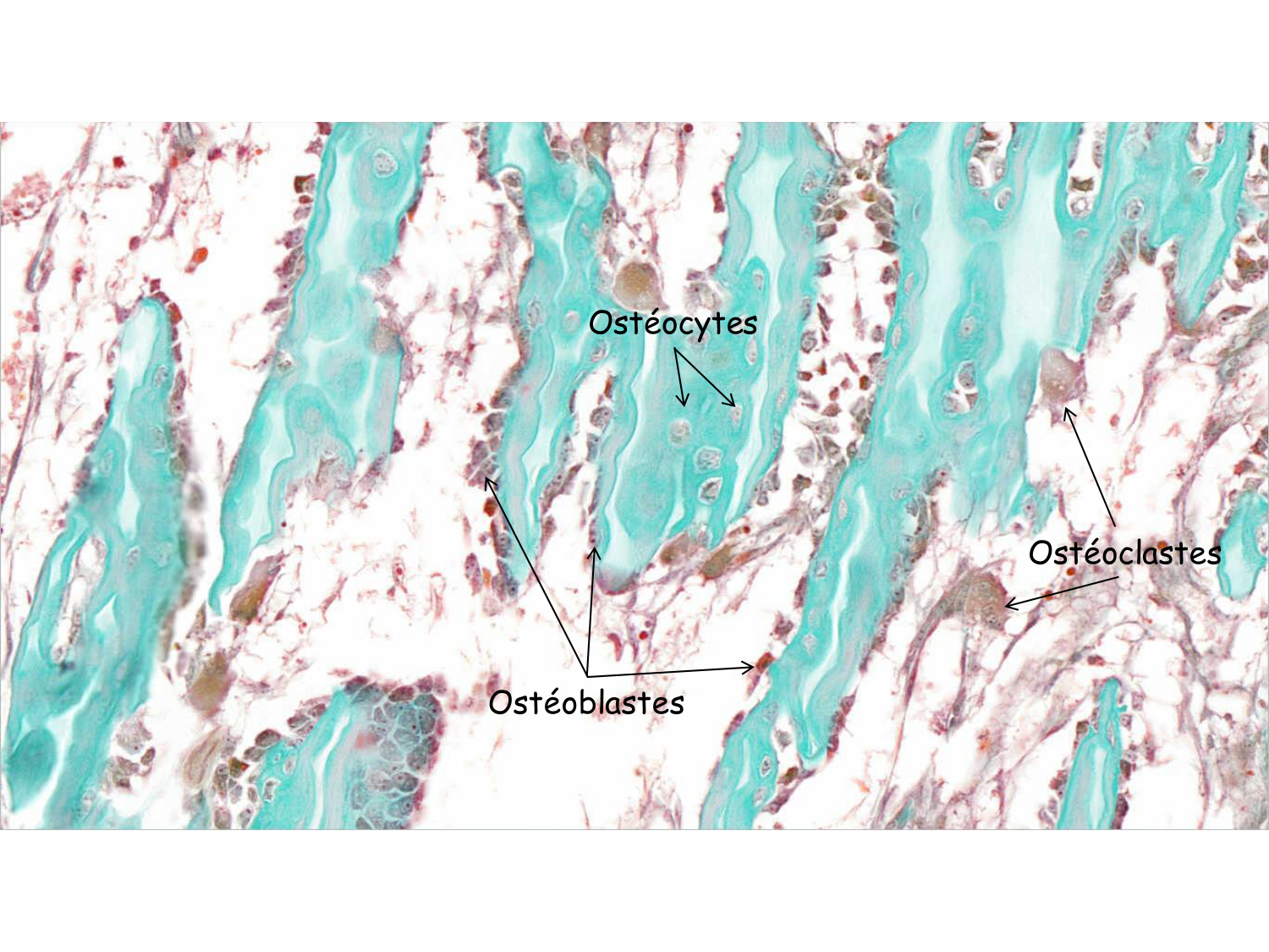 TP os et cartilage page 18