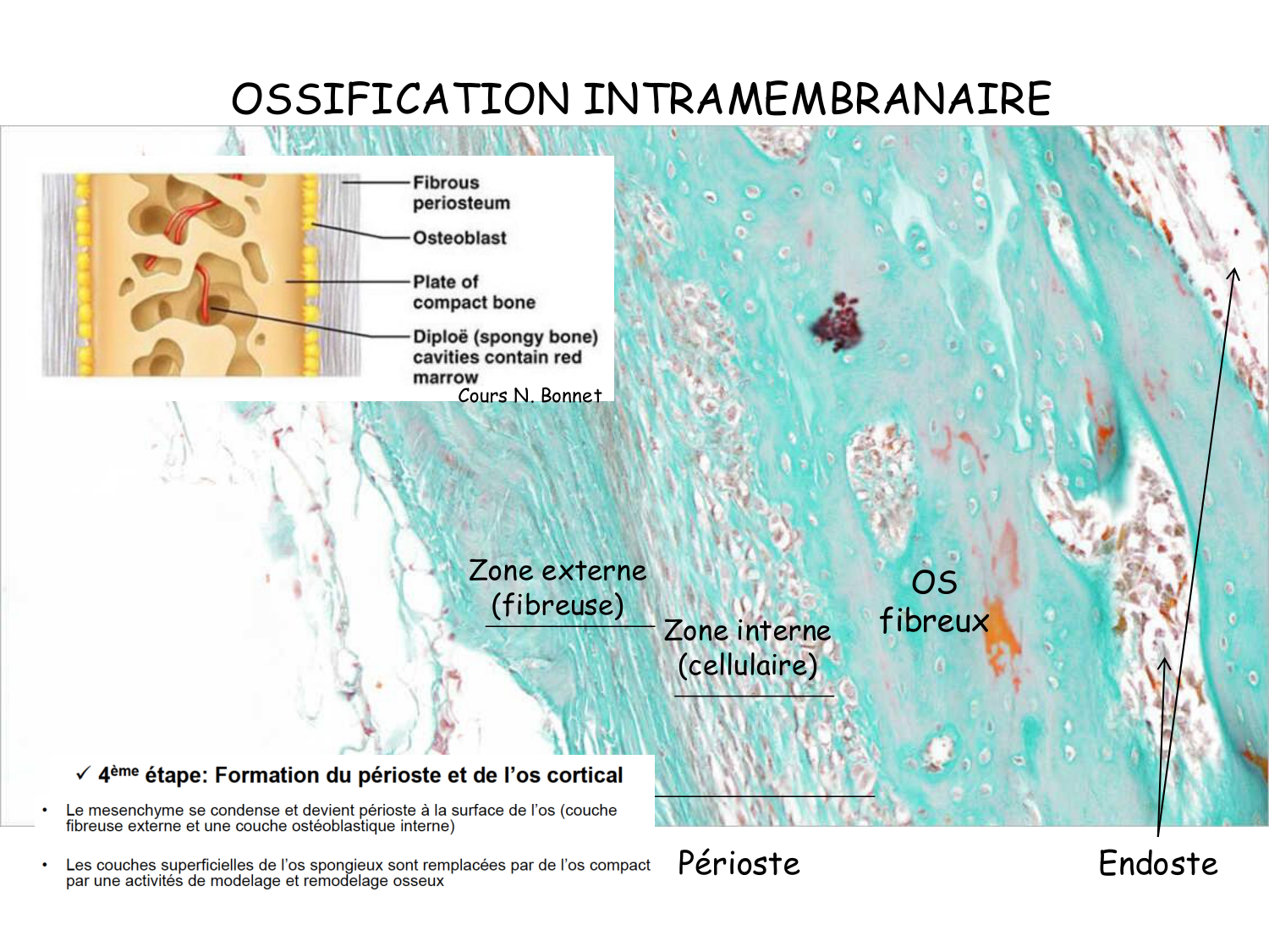 TP os et cartilage page 22
