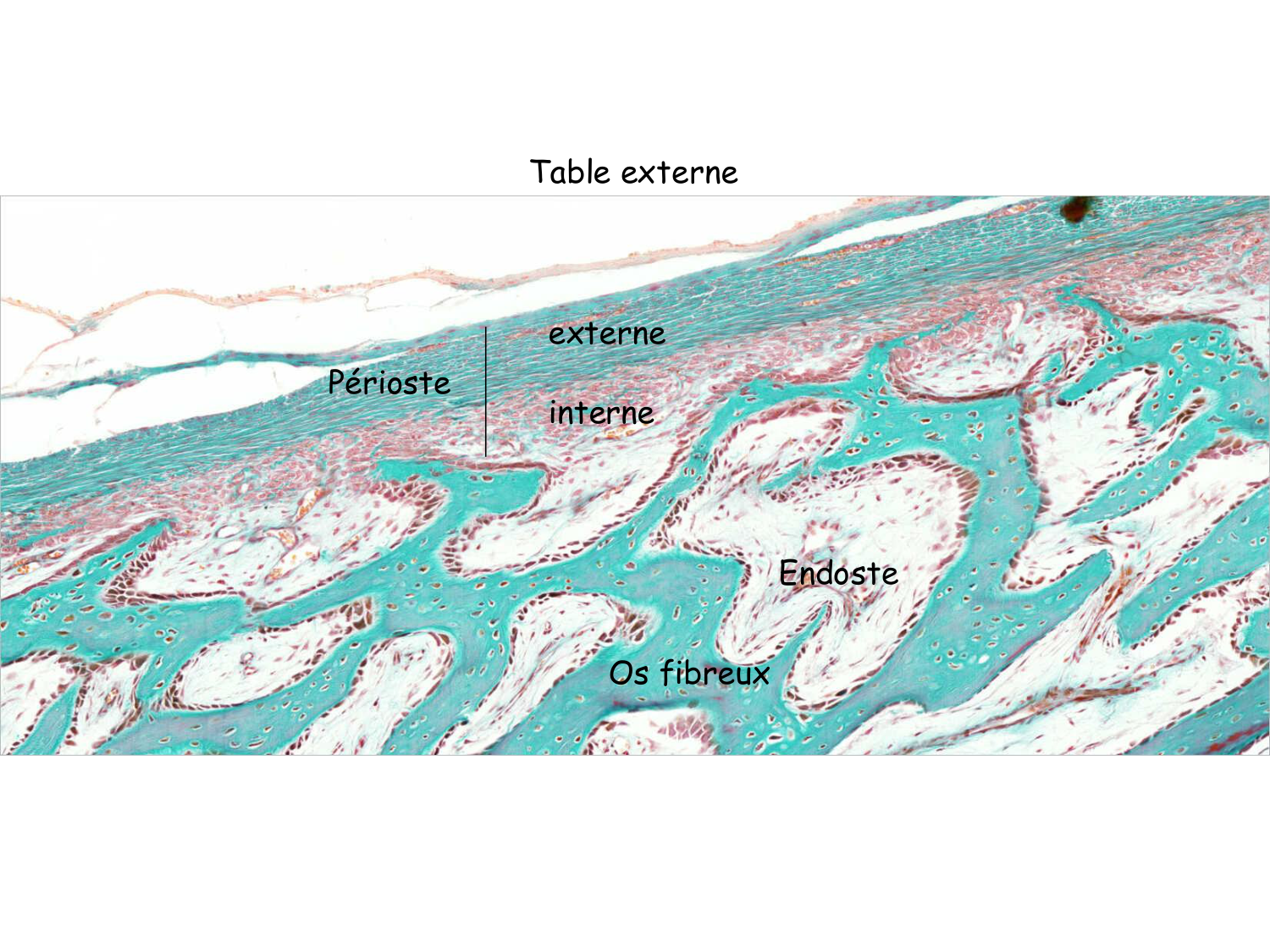 TP os et cartilage page 27