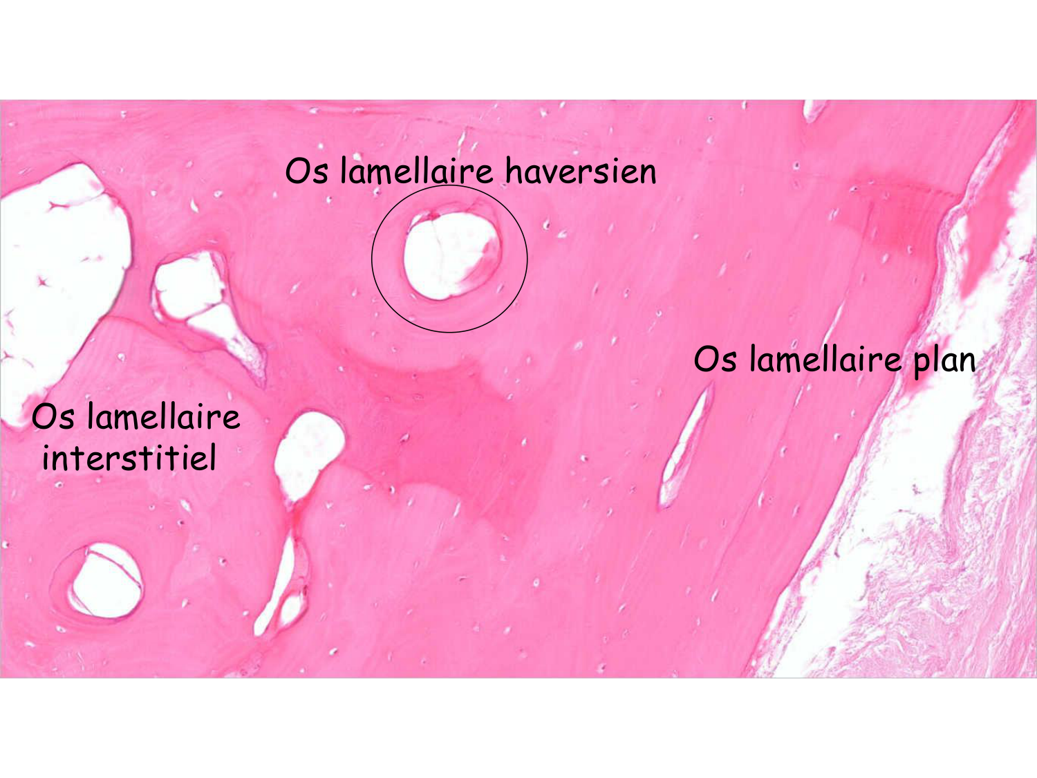 TP os et cartilage page 35