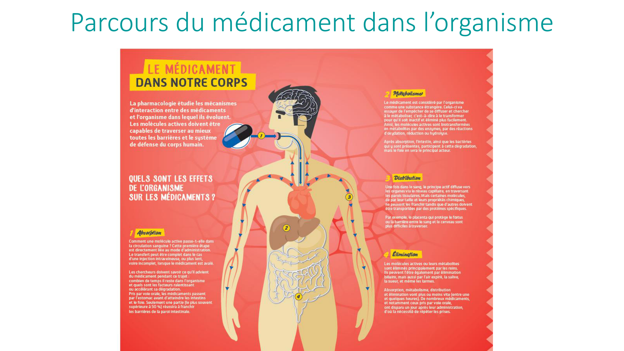 Principes de base de la pharmacologie page 12