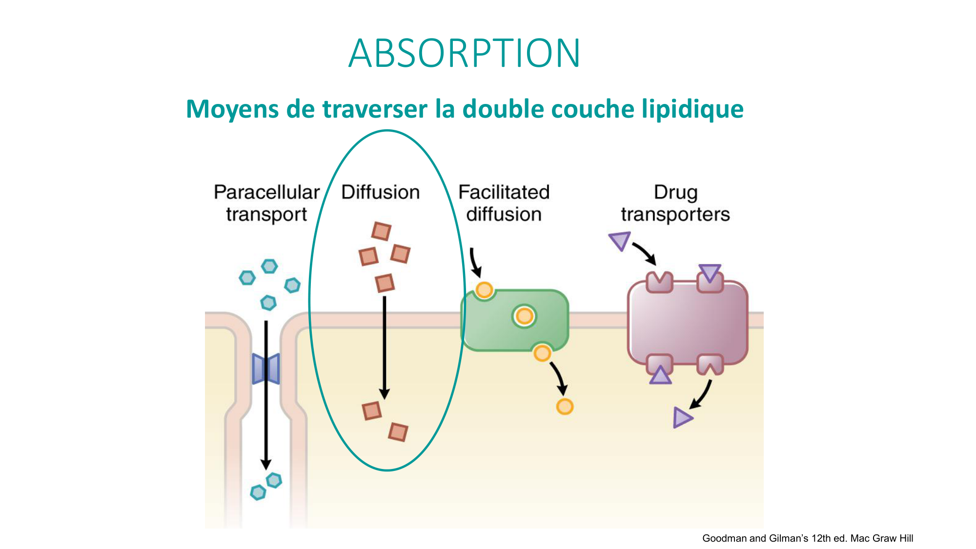 Principes de base de la pharmacologie page 14