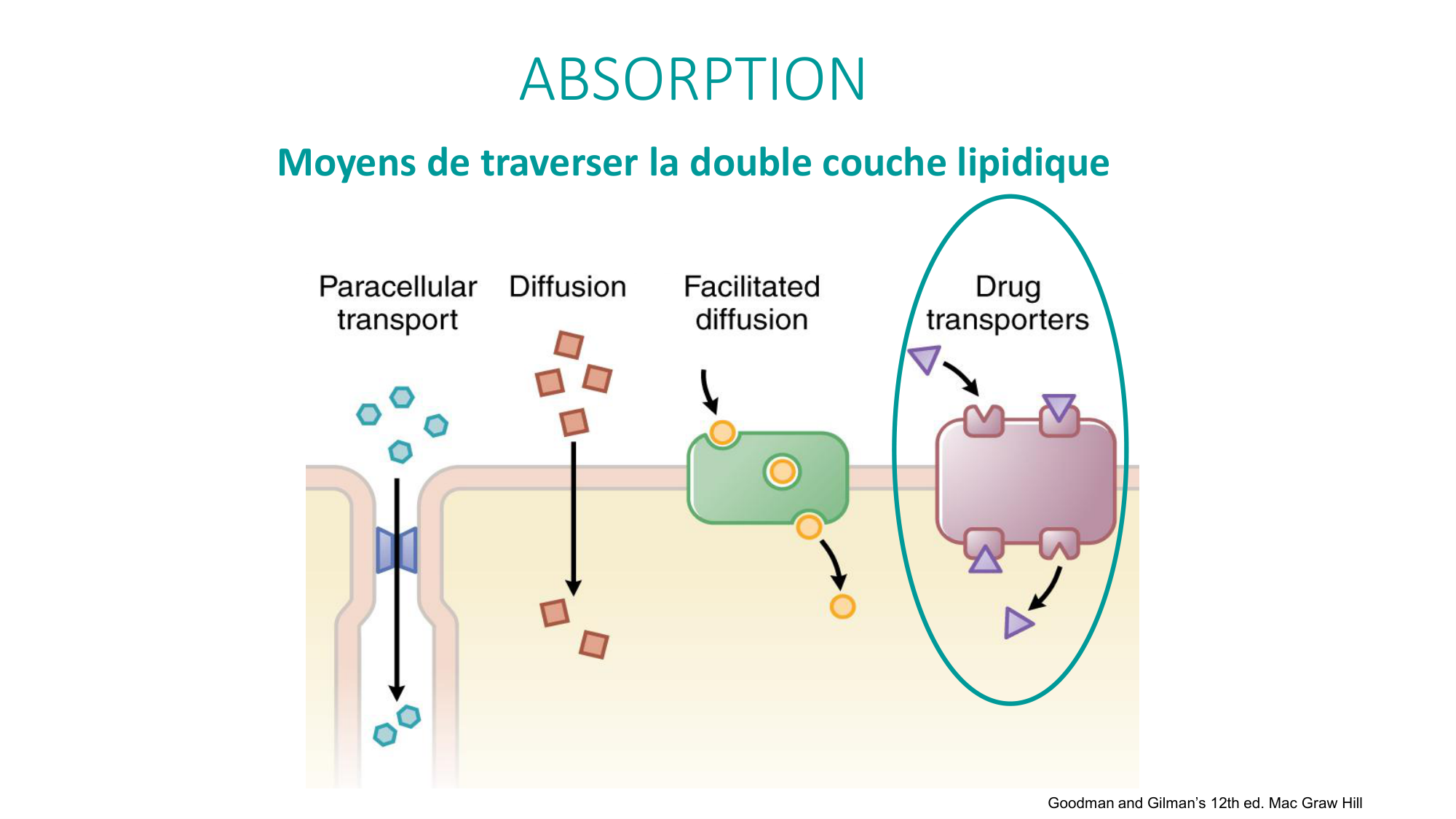 Principes de base de la pharmacologie page 20