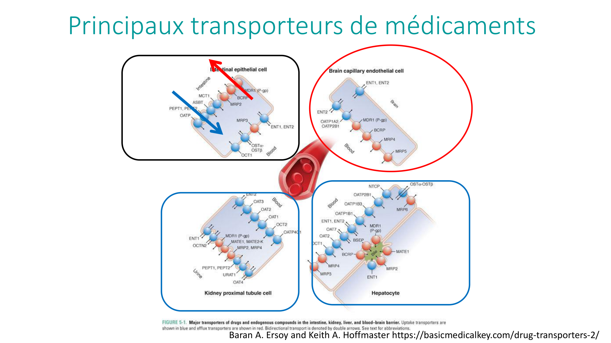 Principes de base de la pharmacologie page 22