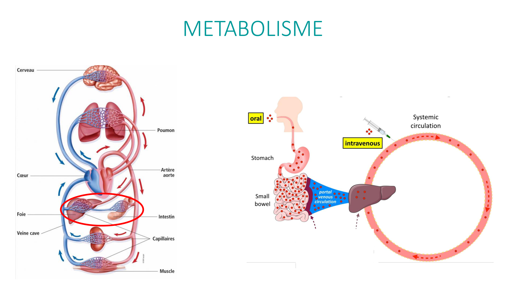 Principes de base de la pharmacologie page 24