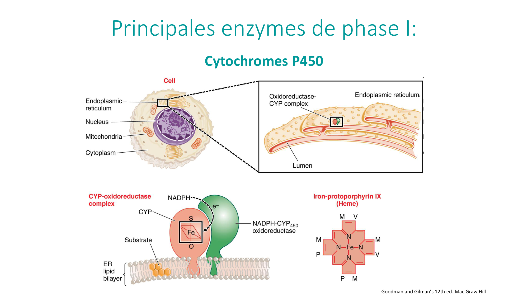 Principes de base de la pharmacologie page 28