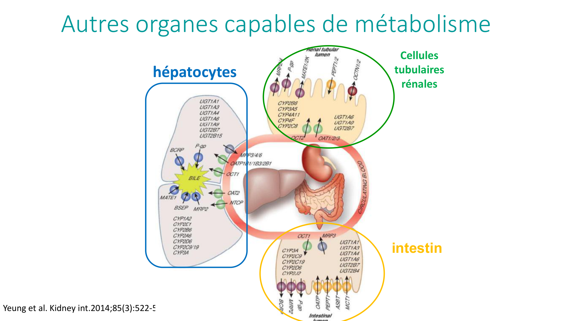 Principes de base de la pharmacologie page 38