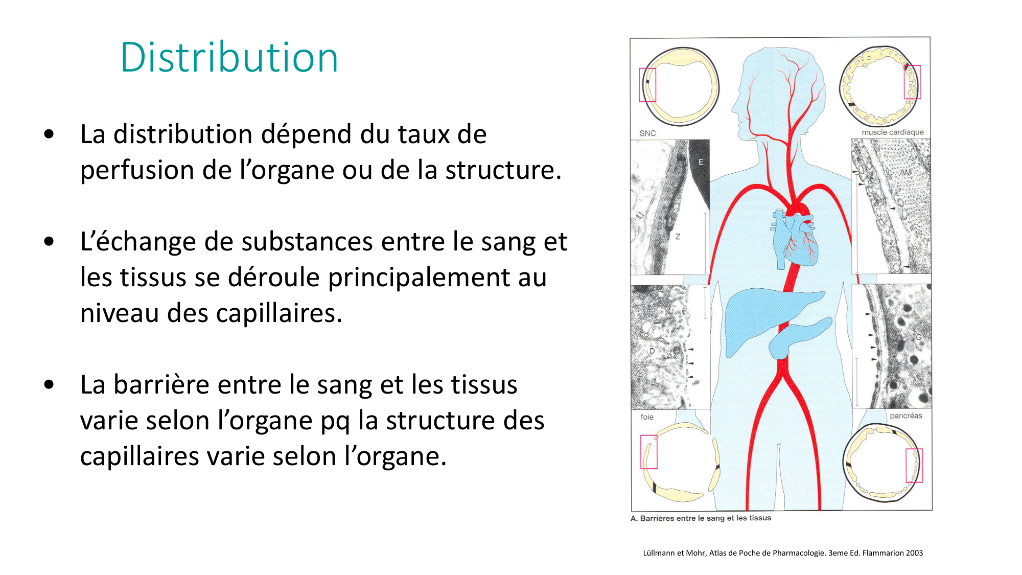 Principes de base de la pharmacologie page 39