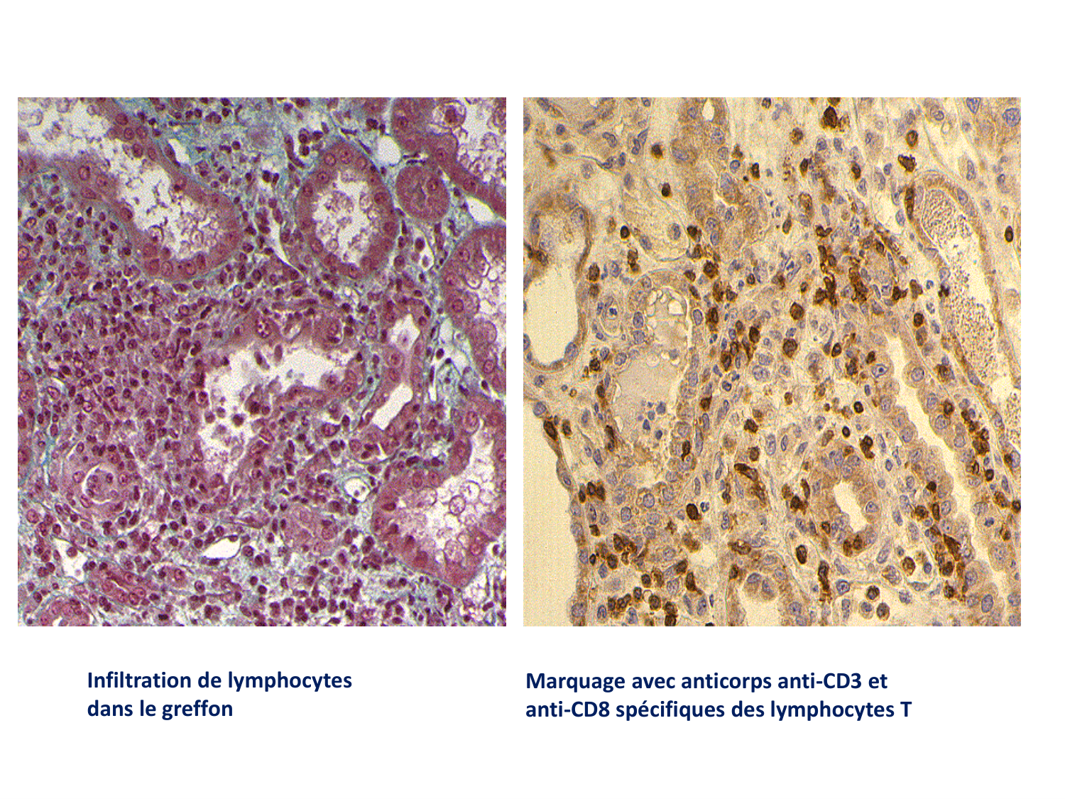 1ere 20.03 2026 Villard day 2 page 11