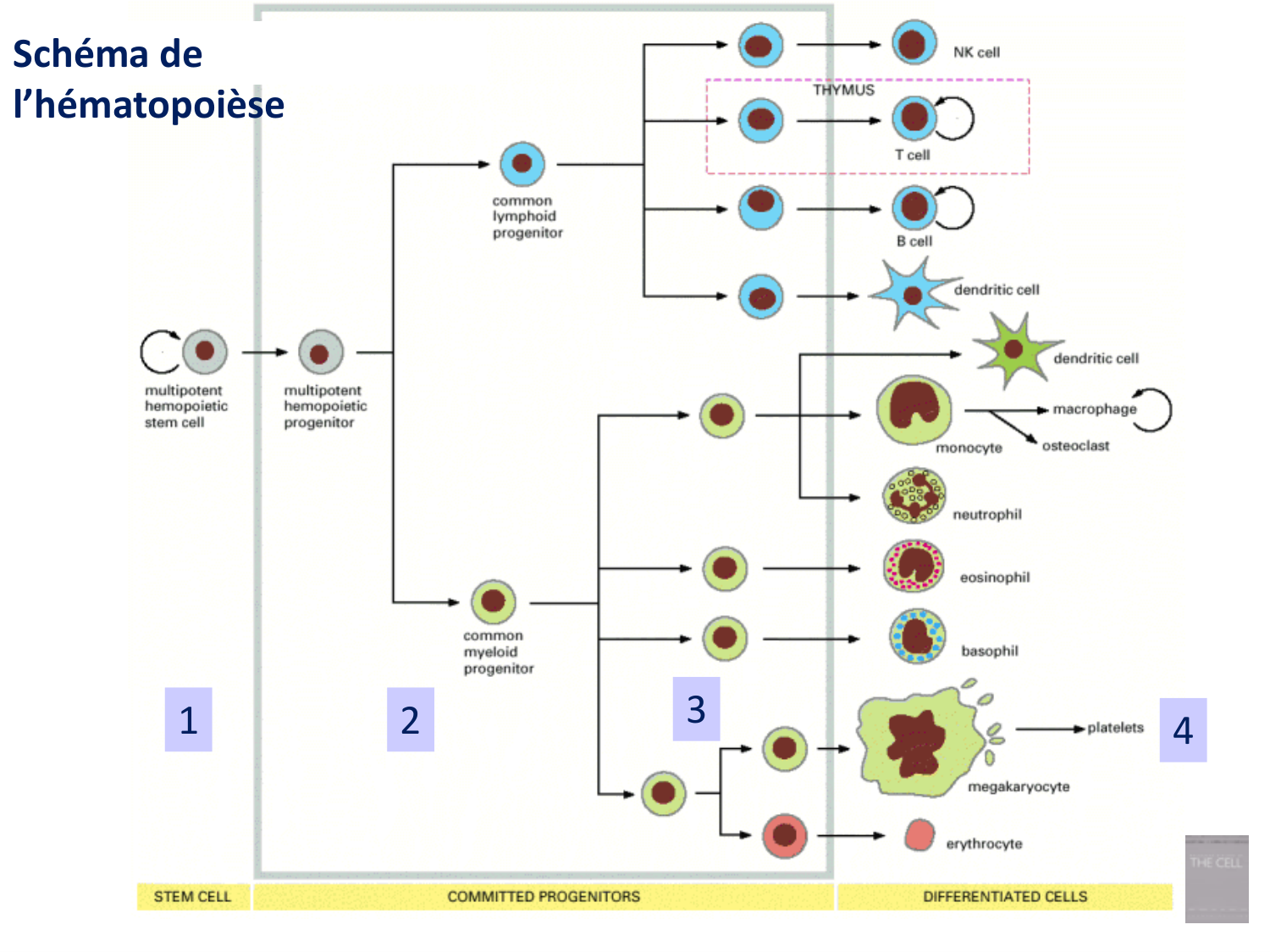 1ere 20.03 2026 Villard day 2 page 37