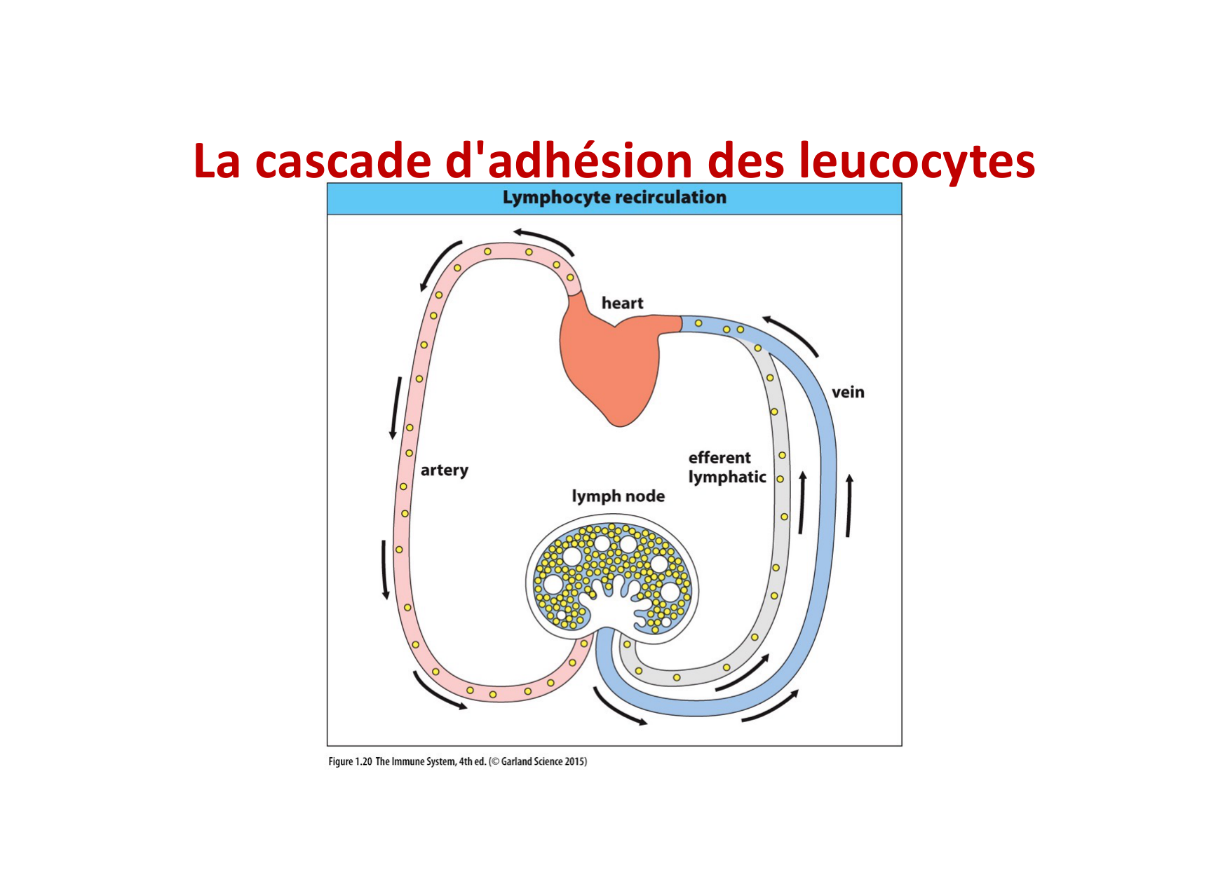 2026 Leukocyte extravasation Scheiermann page 2