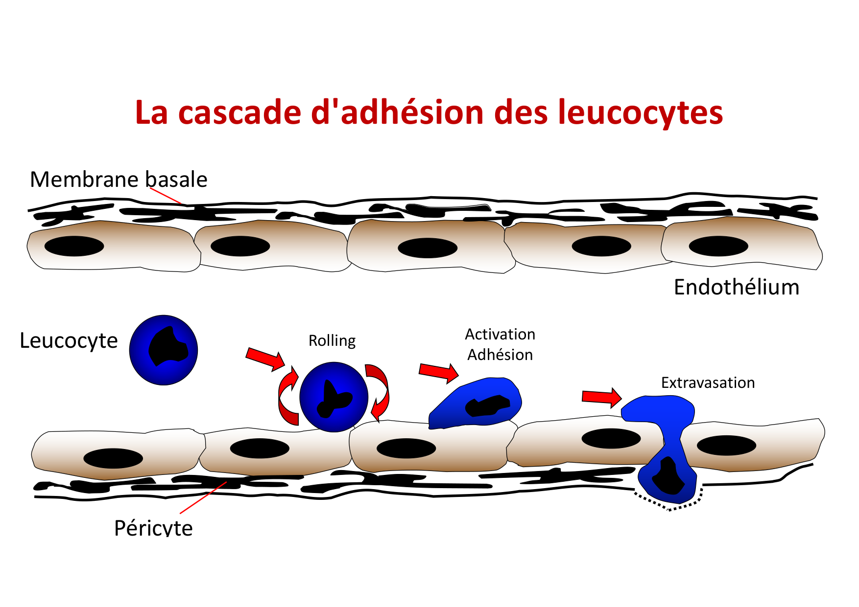 2026 Leukocyte extravasation Scheiermann page 4